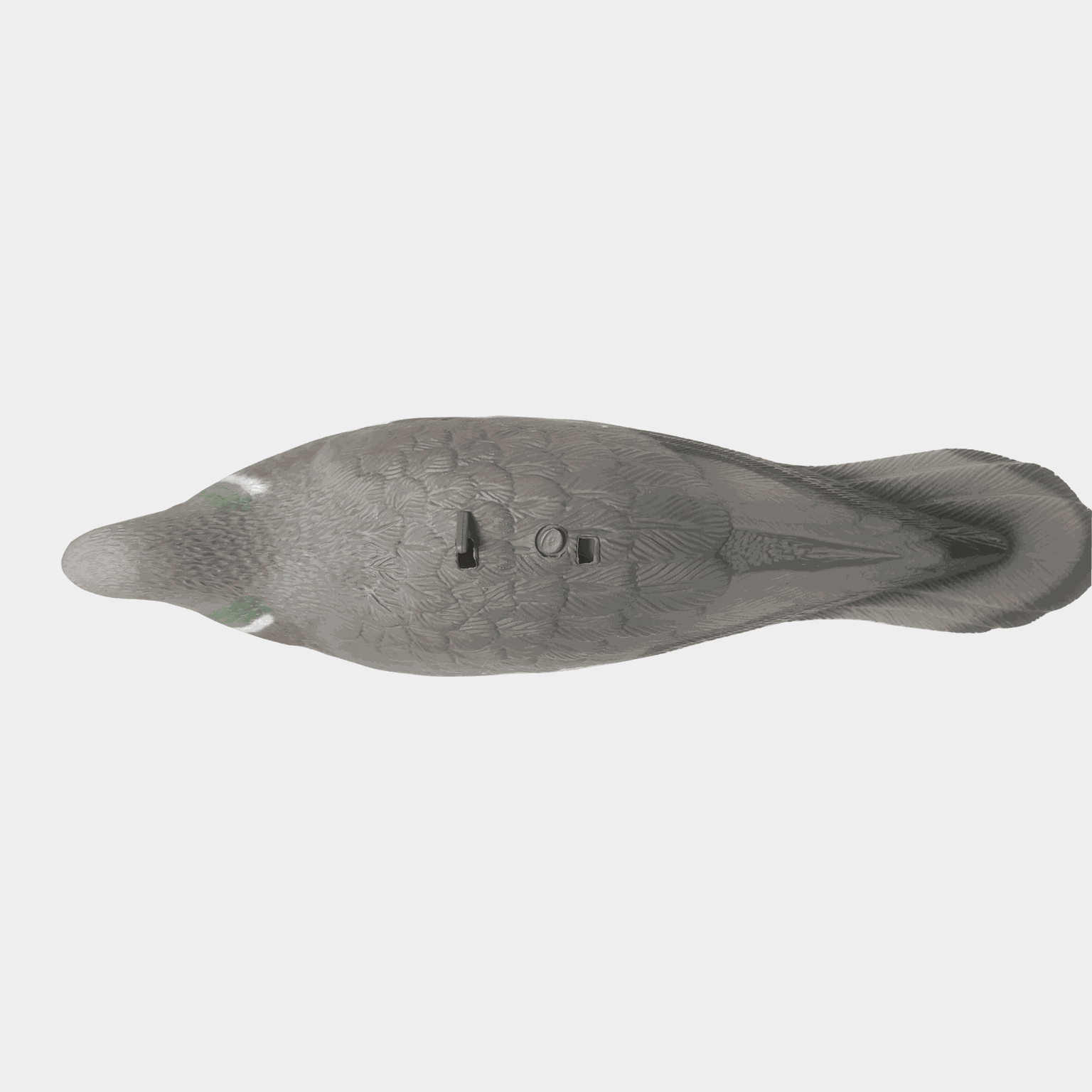 Pigeon Shell, lokkefugl, ringdue - full image 3