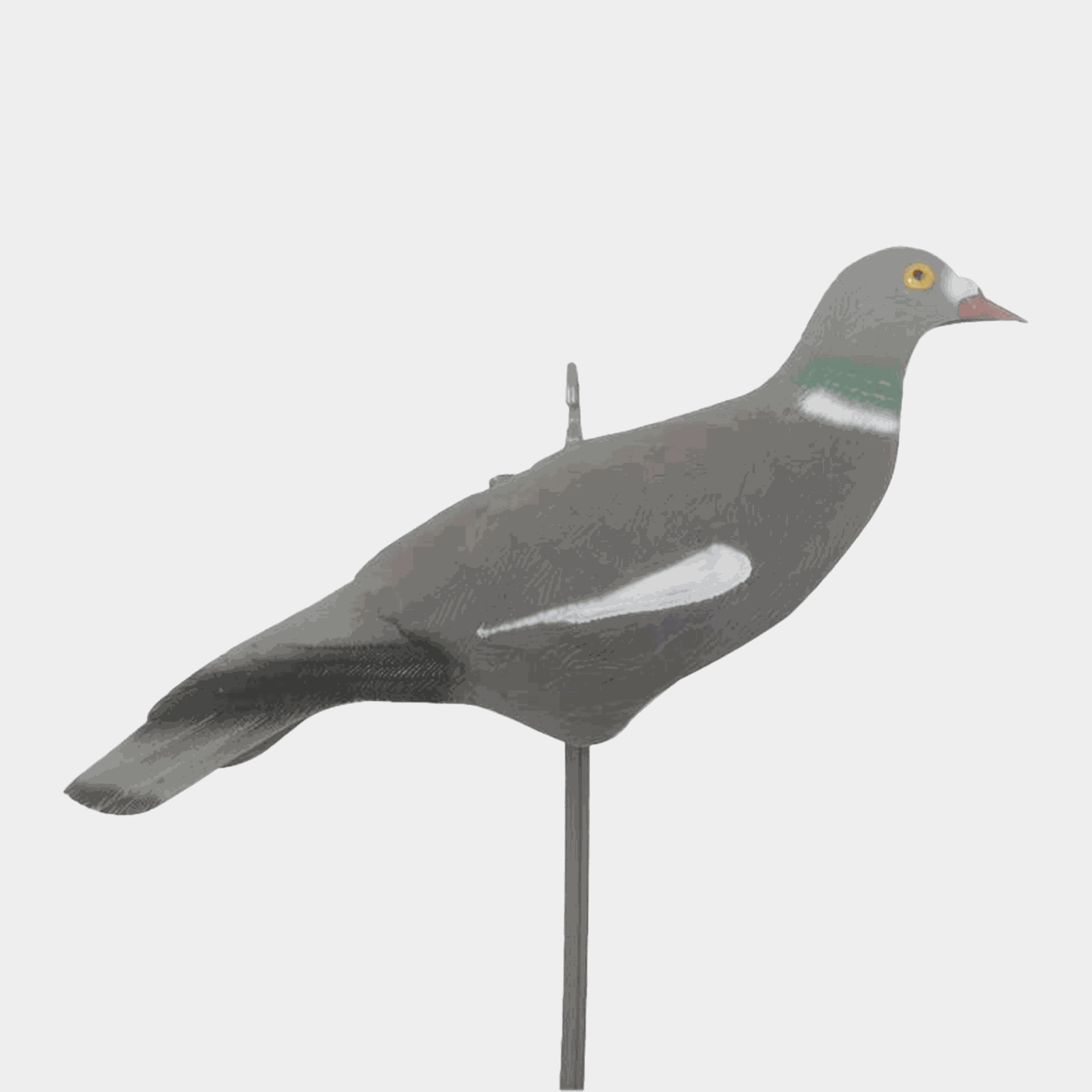 Pigeon Shell, lokkefugl, ringdue - full image 1