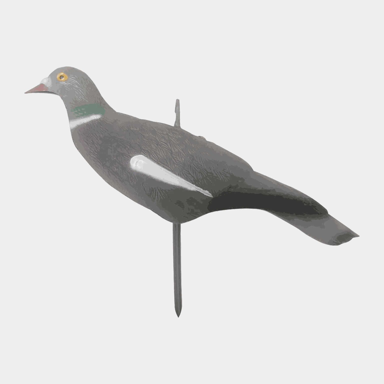 Pigeon Shell, lokkefugl, ringdue - full image 2